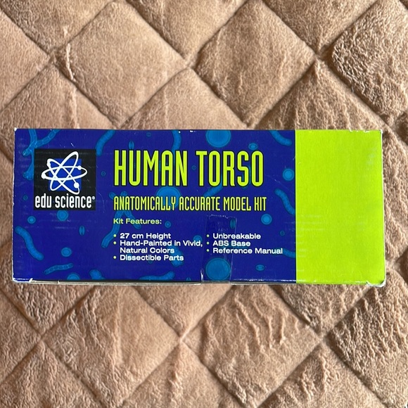 Human Torso model kit - Picture 5 of 6